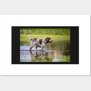 Wading through a pool Spinone Posters and Art